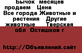 Бычок 6месяцев продаем › Цена ­ 20 000 - Все города Животные и растения » Другие животные   . Тверская обл.,Осташков г.